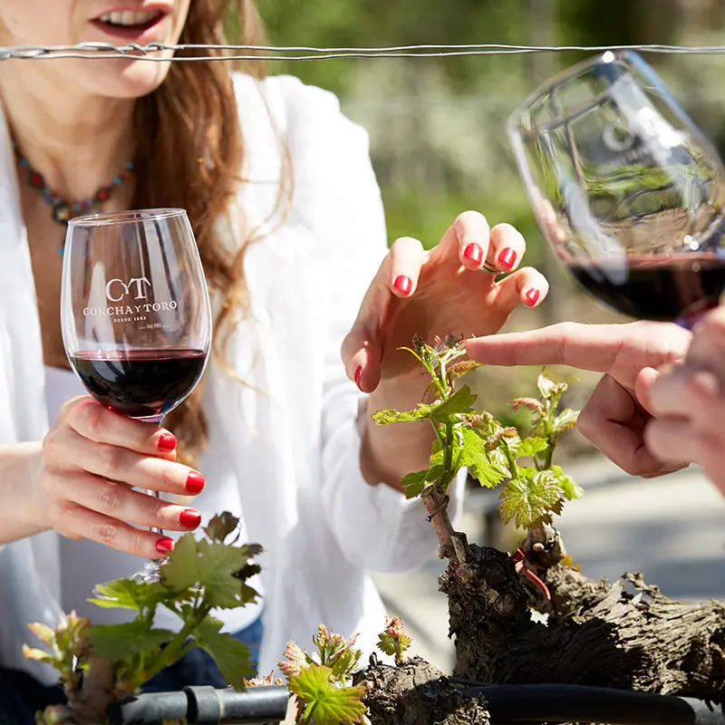 Aprende en Viña Concha y Toro